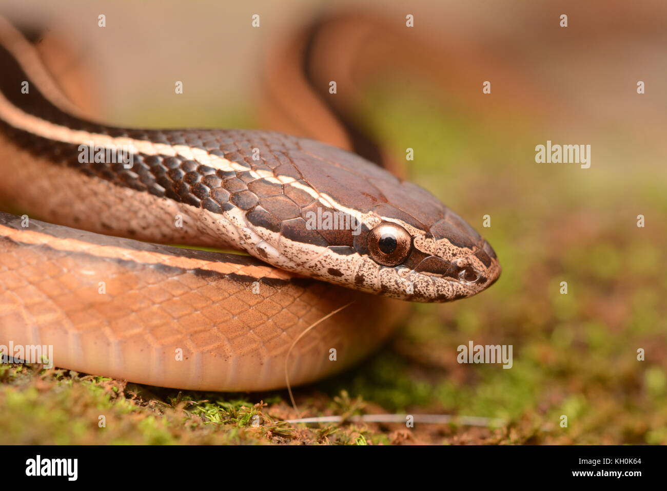 Schmidt's Black-striped Snake (Coniophanes schmidti) from Yucatán, México. Stock Photo