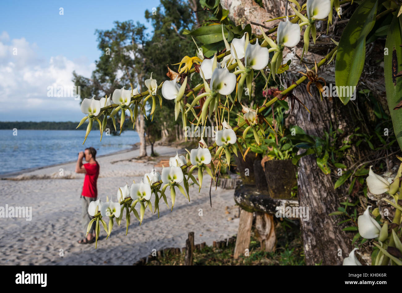 White flowers of orchid at a lake side resort Bush House. Madagascar, Africa Stock Photo