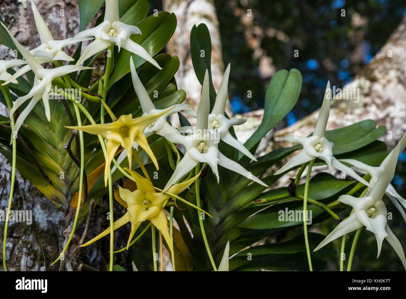 Flowers of Darwin's Orchid (Angraecum sesquipedale). Madagascar, Africa Stock Photo