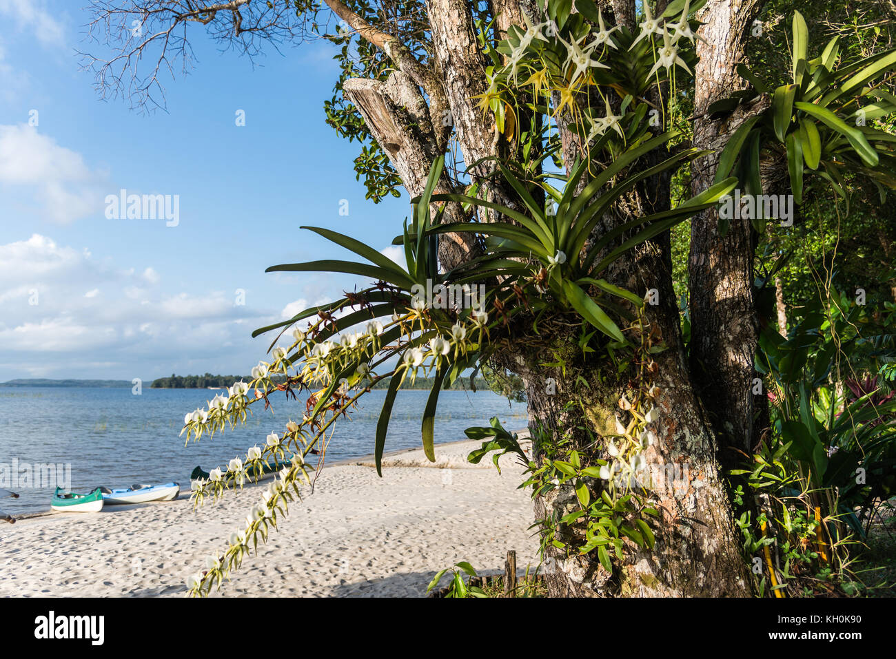Orchids with white flowers growing on a big tree by a lake. Madagascar, Africa Stock Photo