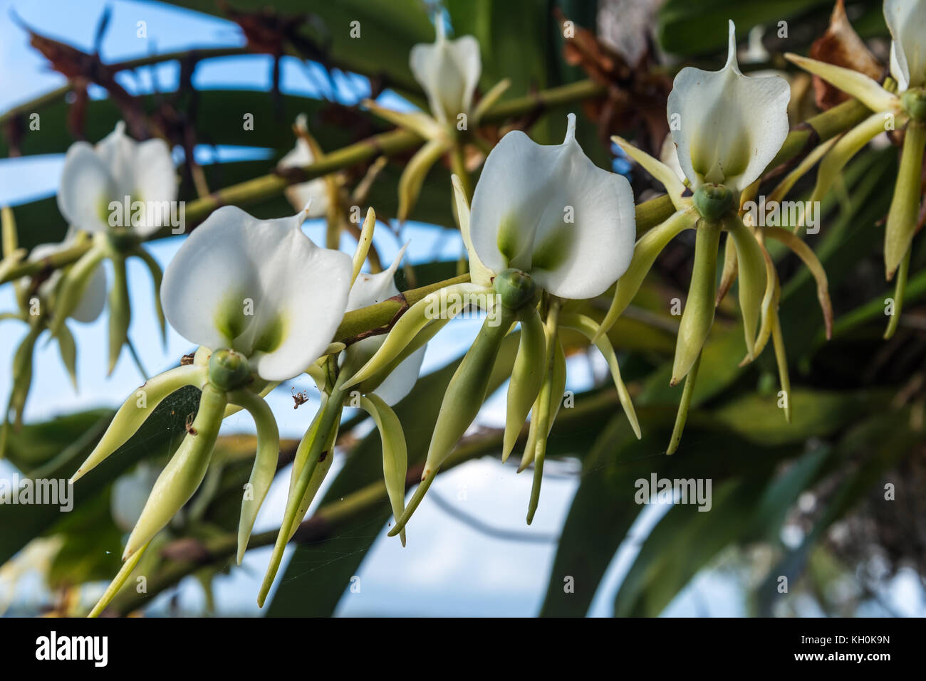 White flowers of orchid Angraecum eburneum. Madagascar, Africa Stock Photo