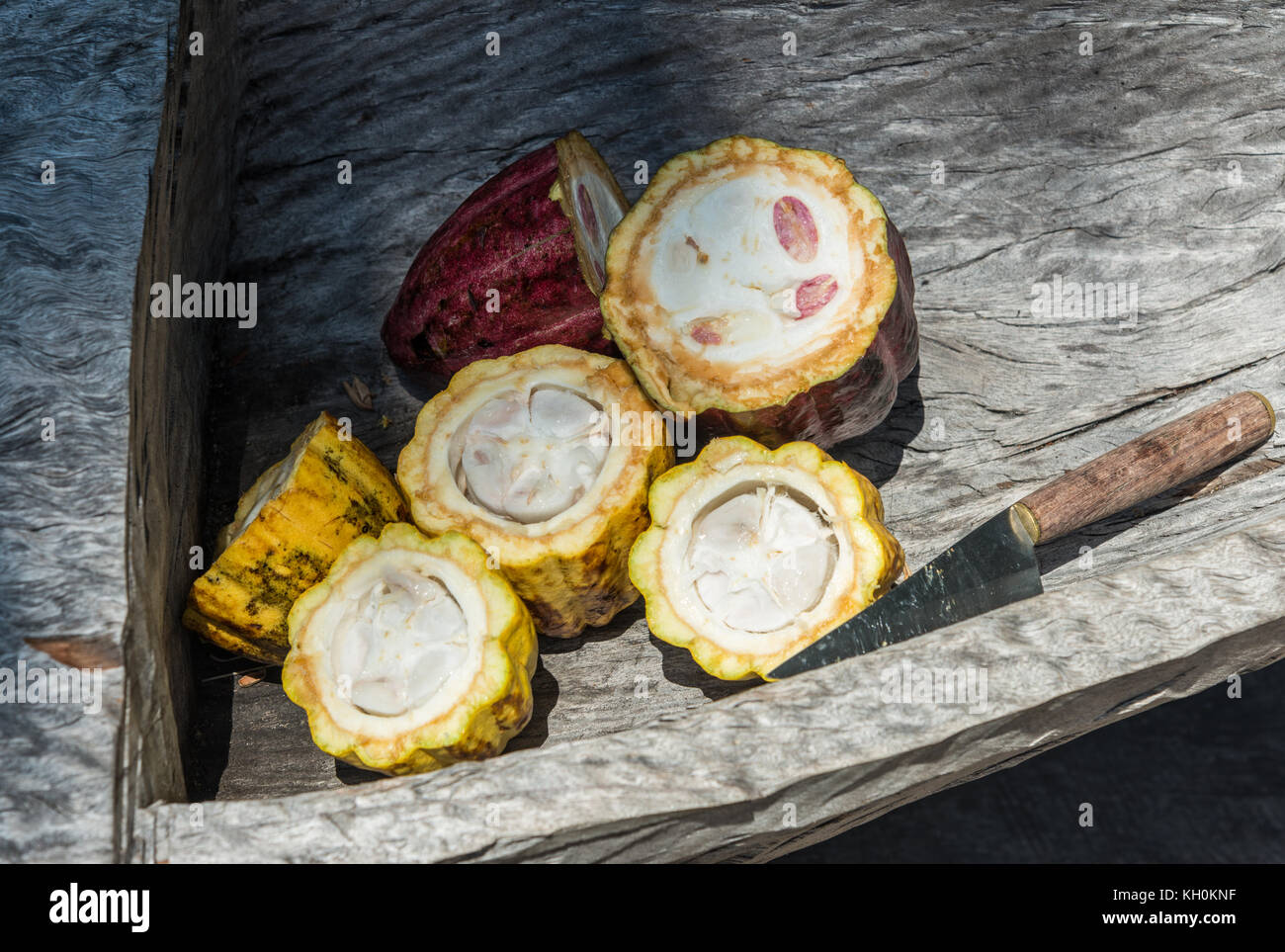 Fresh cocoa fruits cut open and served in a wooden bowl. Madagascar, Africa Stock Photo