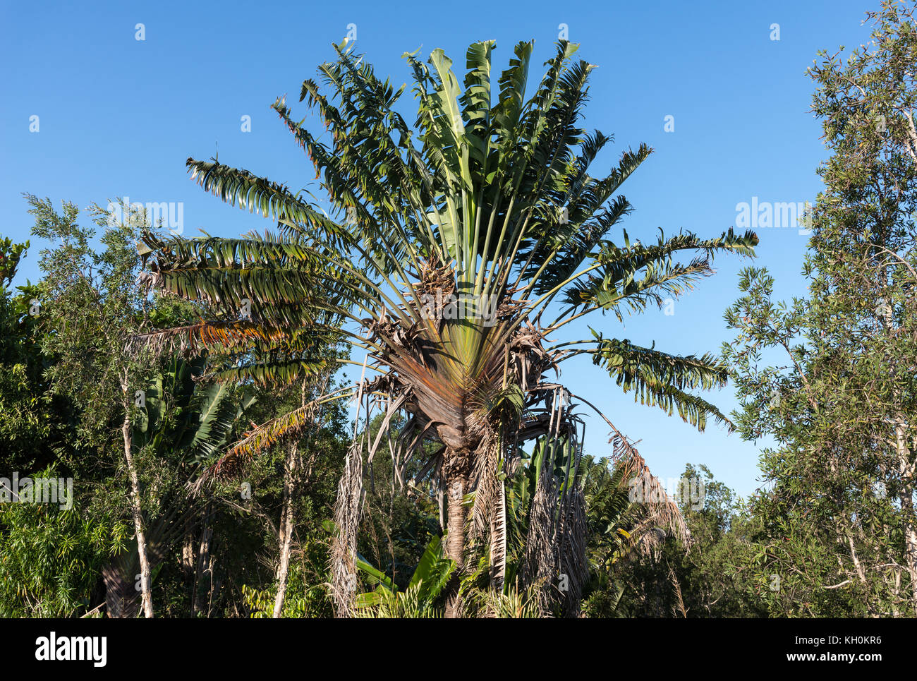 Traveler's Palm (Ravenala madagascariensis), a signature plant of Madagascar, Africa. Stock Photo
