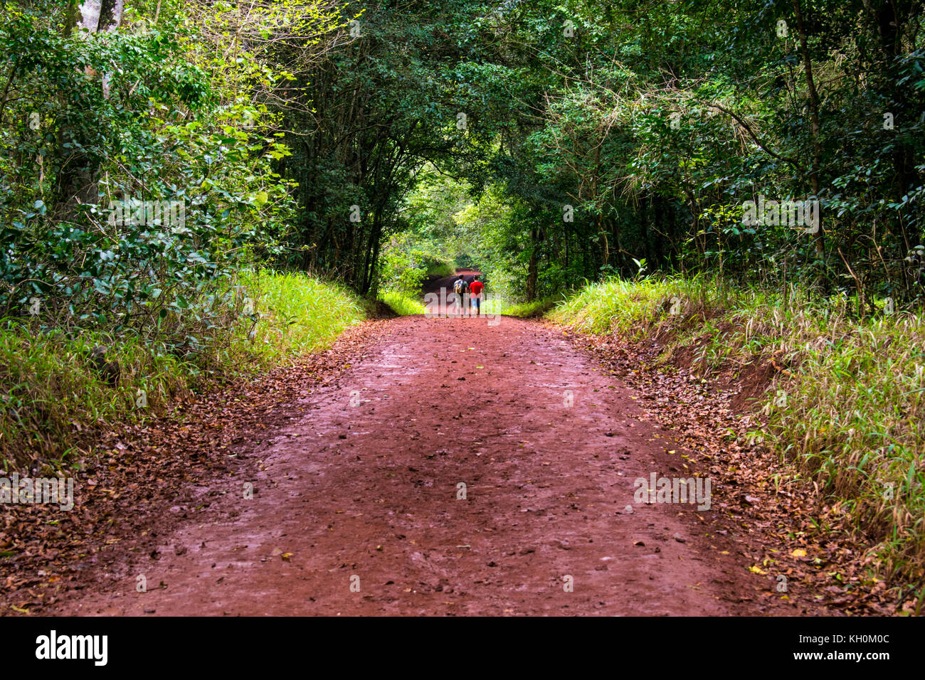 Beautiful forest trails in Karura Forest, Nairobi, Kenya Stock Photo