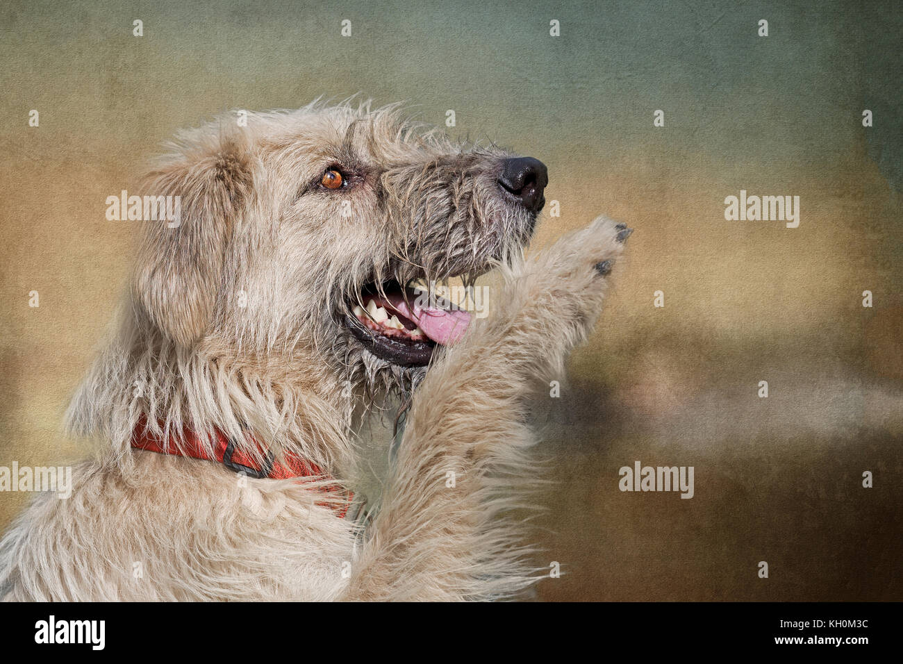 Attention-seeking dog giving paw. Wet and bedraggled but cute! Stock Photo