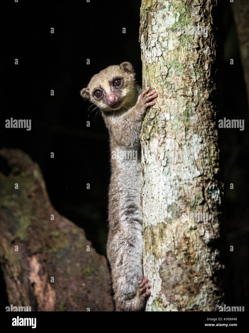 Nocturnal Lemur. Madagascar, Africa Stock Photo
