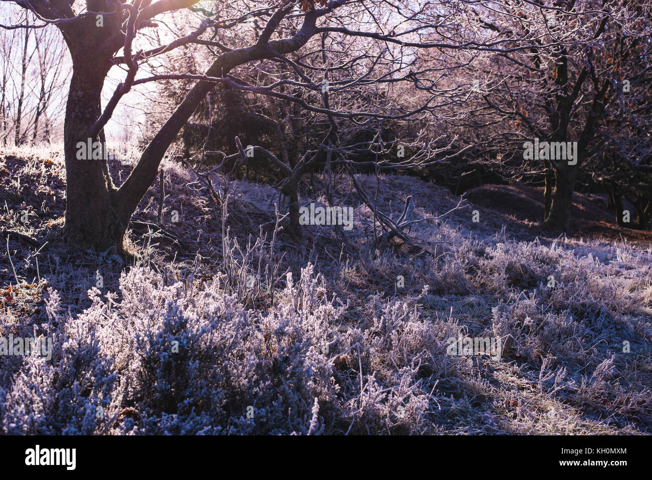 Frozen Nature with Trees Stock Photo