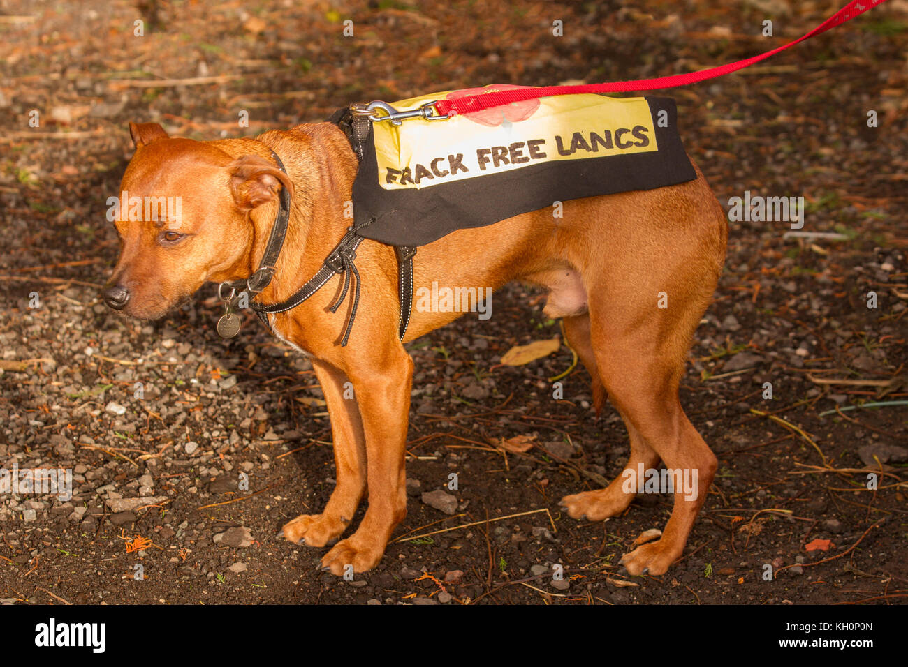 Blackpool, Lancashire, UK. 11th Nov, 2017.Up to 200 protestors assembled for Anti-Fracking Rally & March, at Maple Farm for a protest march to the Caudilla Experimental Fracking drill site in Westby-with-Plumpton. Credit: MediaWorldImages/Alamy Live News Stock Photo