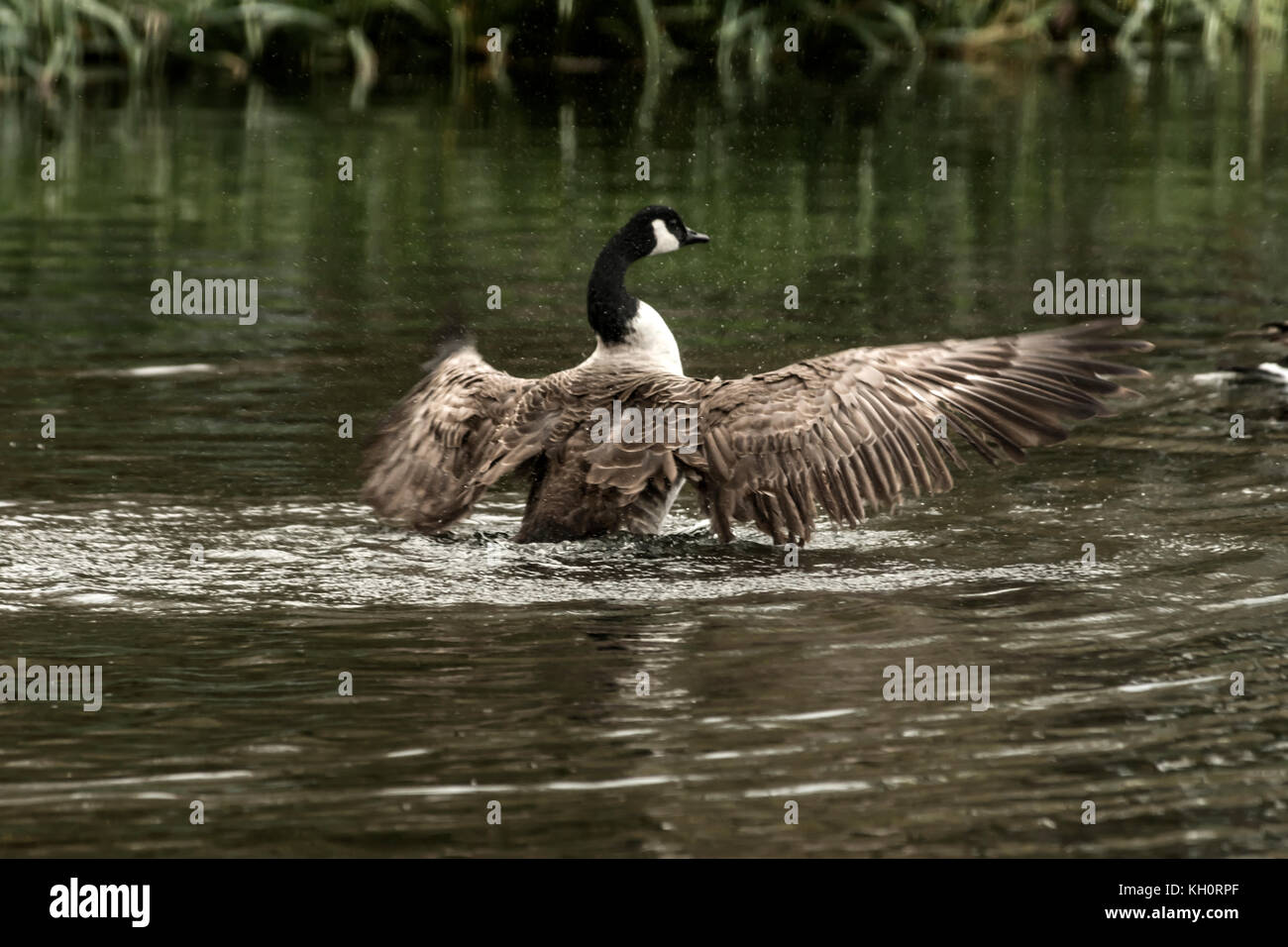 River Nene, Peterborough. 11th Nov, 2017. UK Weather. Canada Gesse enjoy a warmer the normal autumn day basking on the river after their migration flight to their winter ground's along the river Nene. Clifford Norton/Alamy Live News Stock Photo