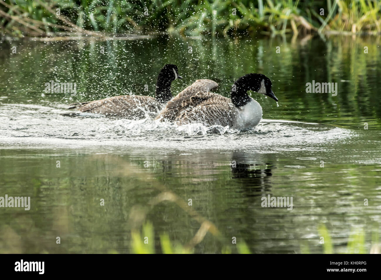 River Nene, Peterborough. 11th Nov, 2017. UK Weather. Canada Gesse enjoy a warmer the normal autumn day basking on the river after their migration flight to their winter ground's along the river Nene. Clifford Norton/Alamy Live News Stock Photo
