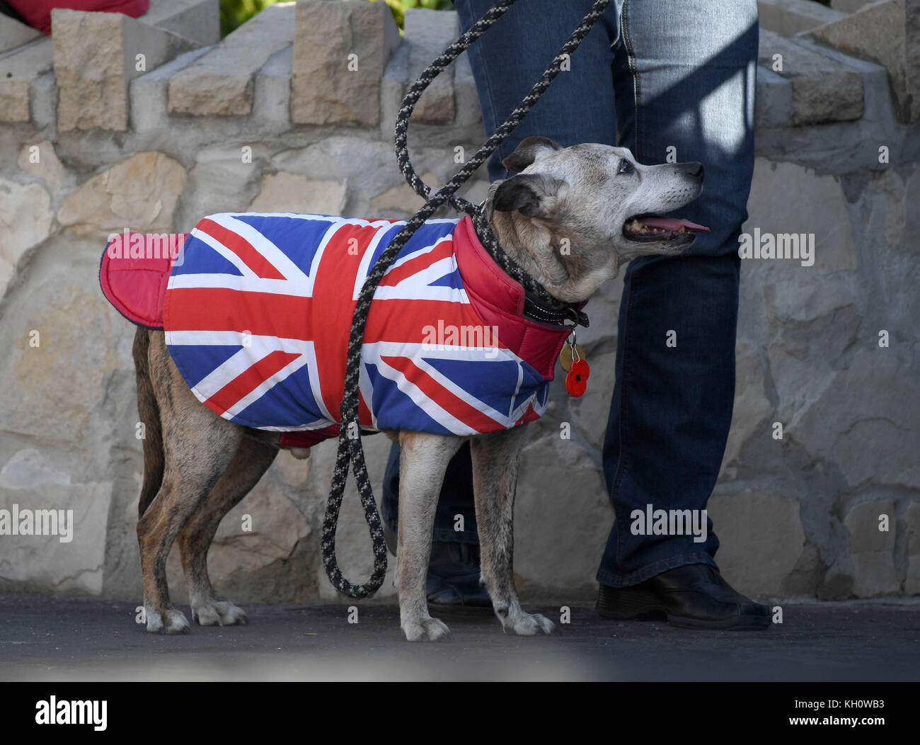 Patriotic dog at Remembrance Day service, Weymouth, Dorset, UK Credit: Finnbarr Webster/Alamy Live News Stock Photo