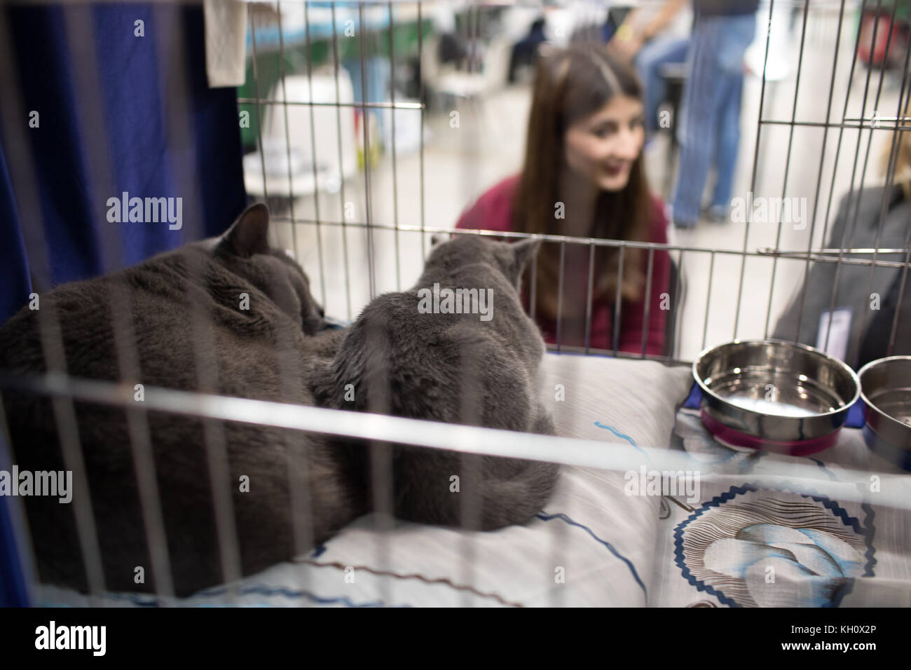 ROME, ITALY - NOVEMBER 11, 2017: The Super Cat Show, one of the most important feline events from Italy and in the world. In competition, the most beautiful and elegant specimens. Stock Photo