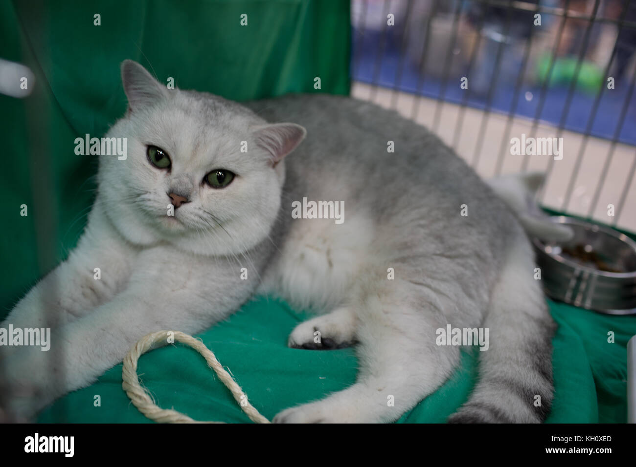 ROME, ITALY - NOVEMBER 11, 2017: The Super Cat Show, one of the most important feline events from Italy and in the world. In competition, the most beautiful and elegant specimens. Stock Photo