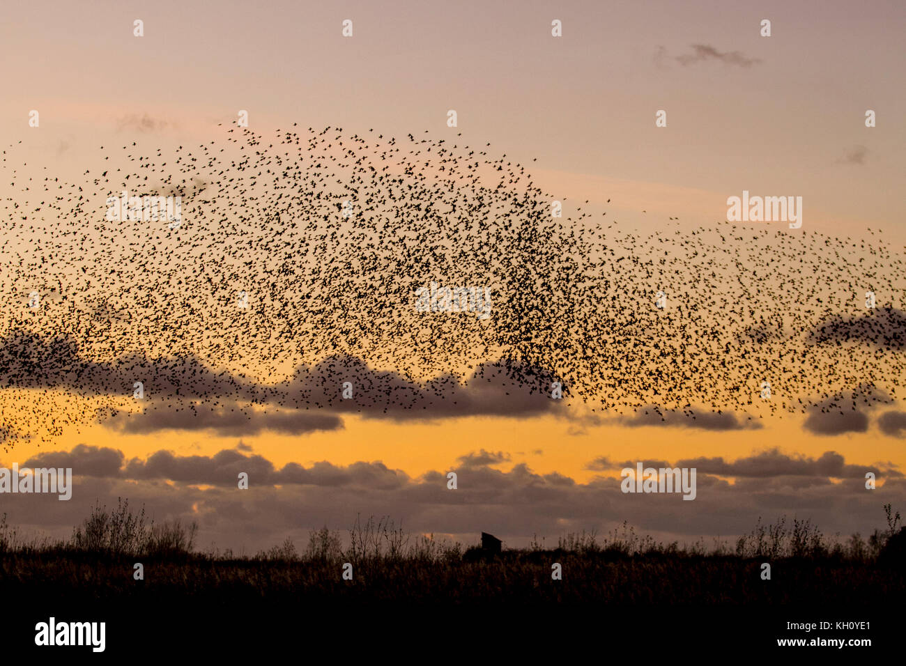 Burscough, Merseyside, UK Weather 12th November, 2017. Spectacular Starling flocks mumurate over Martin Mere nature reserve at sunset as an estimated 50 thousand starlings gather at the onset of a cold winter, and early nights triggers this autumn gathering and groupings. The murmur or chatter, the interaction between the huge numbers as they fly, is quite intense and is thought to form part of a communication of sorts. These huge flocks are the largest seen in the last for 12 years and are attracting large numbers of birdwatchers to the area. Credit. MediaWorldImages/AlamyLiveNews Stock Photo