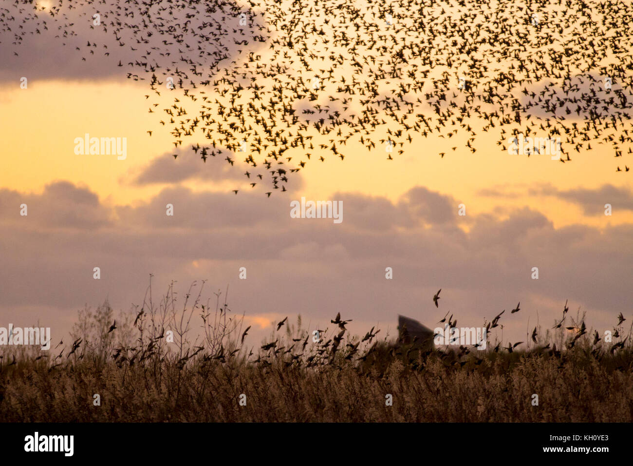 Burscough, Merseyside, UK Weather 12th November, 2017. Spectacular Starling flocks mumurate over Martin Mere nature reserve at sunset as an estimated 50 thousand starlings gather at the onset of a cold winter, and early nights triggers this autumn gathering and groupings. The murmur or chatter, the interaction between the huge numbers as they fly, is quite intense and is thought to form part of a communication of sorts. These huge flocks are the largest seen in the last for 12 years and are attracting large numbers of birdwatchers to the area. Credit. MediaWorldImages/AlamyLiveNews Stock Photo