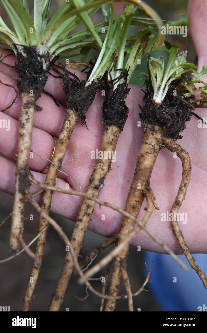 plant henna Henna Starter Plant - Lawsonia Inermis
