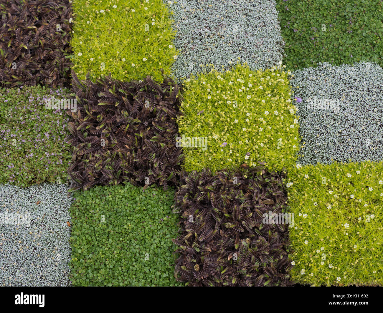 Alpine carpet Stock Photo