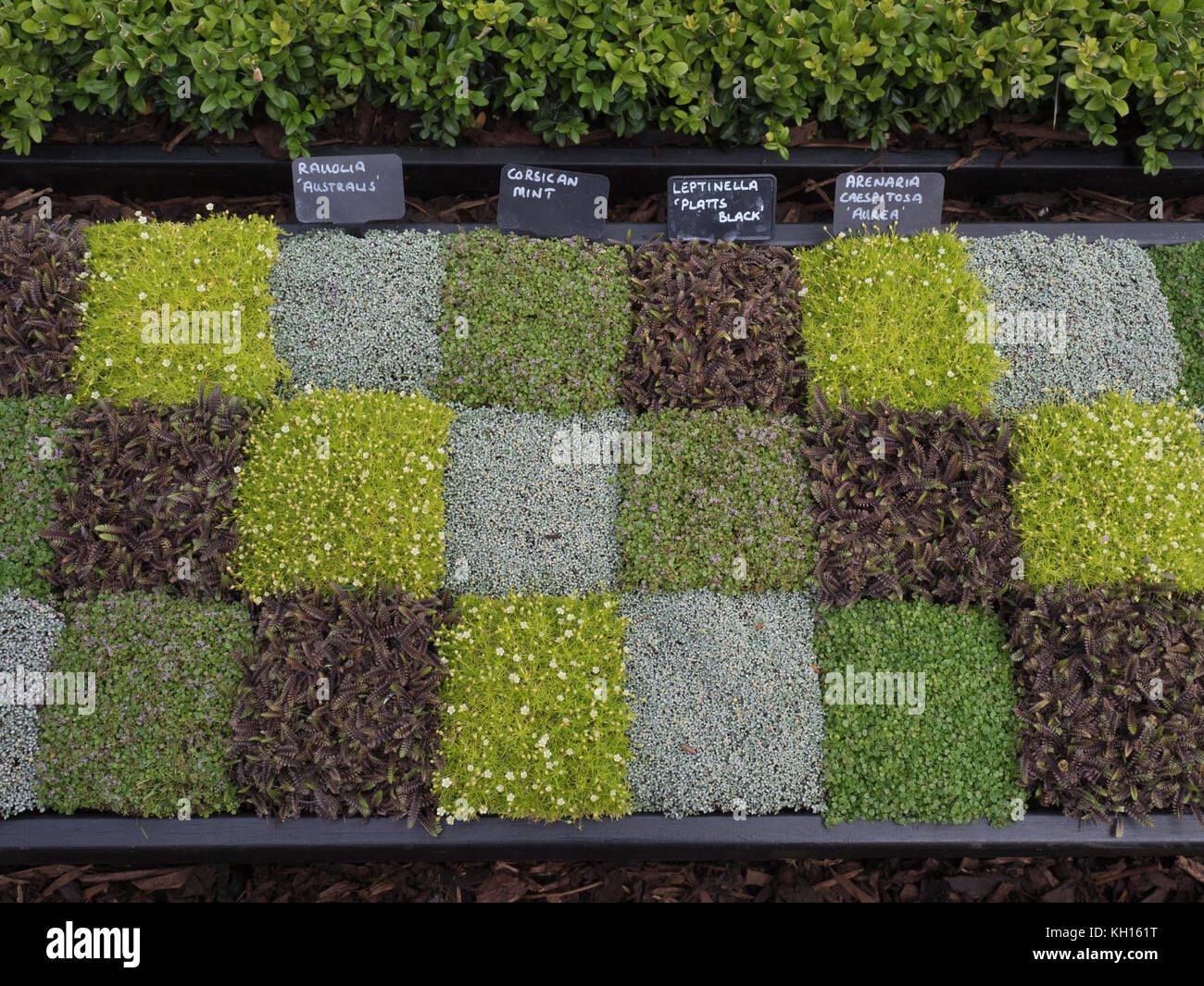 patchwork display of alpine plants Stock Photo