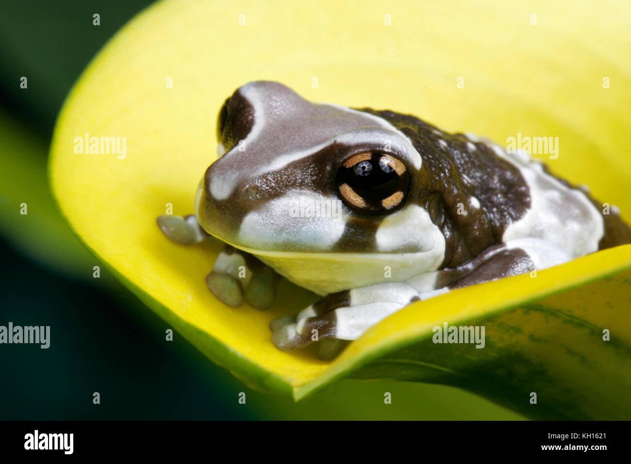 Amazonian Milk Frog, Phrynohyas resinifictrix Stock Photo Alamy