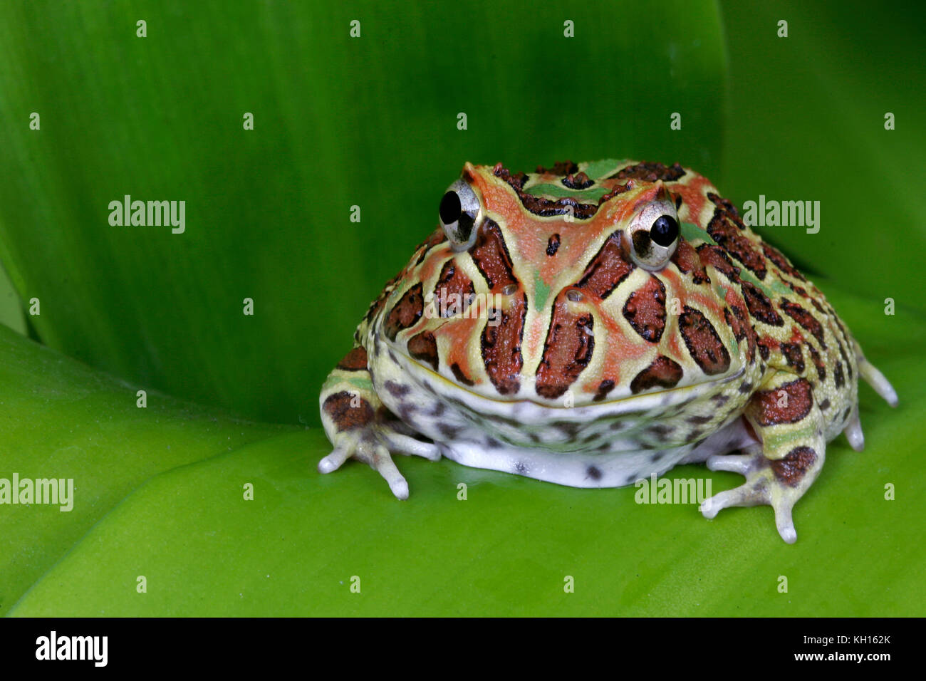 Argentinian Horned Frog, Ceratophrys sp., Stock Photo