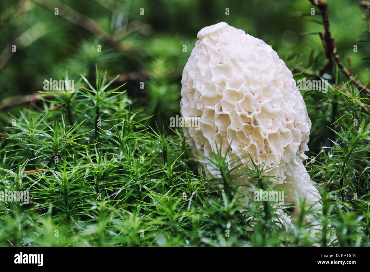 Close-up macro photo of a Common stinkhorn fungus (Phallus impudicus ...