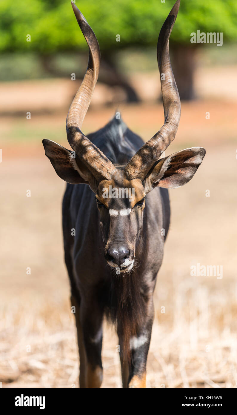 wildlife, animal antelope bongo close-up in nature Stock Photo