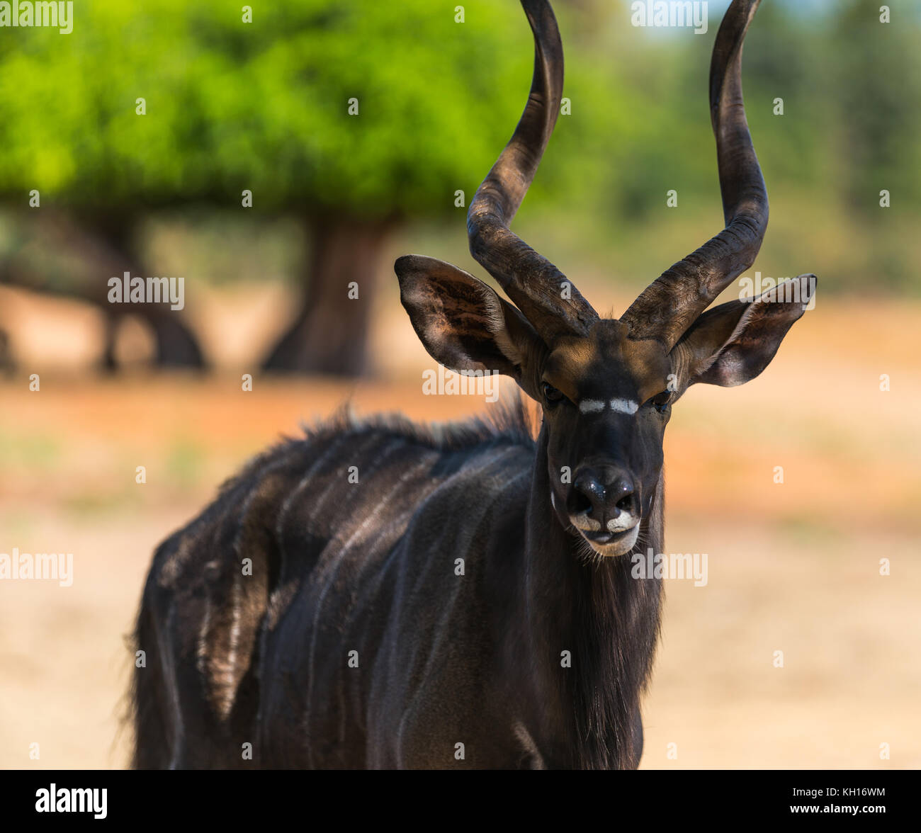 wildlife, animal antelope bongo close-up in nature Stock Photo