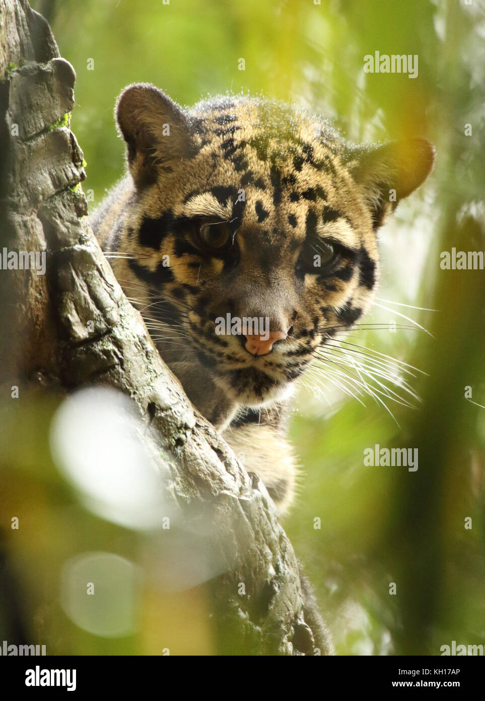 A Clouded Leopard peering down from a treetop. Stock Photo