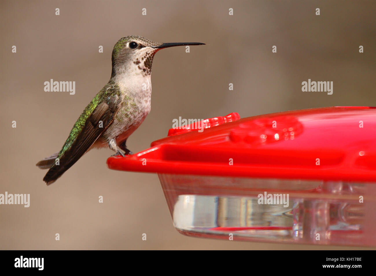 Wildlife photograph hi-res stock photography and images - Alamy
