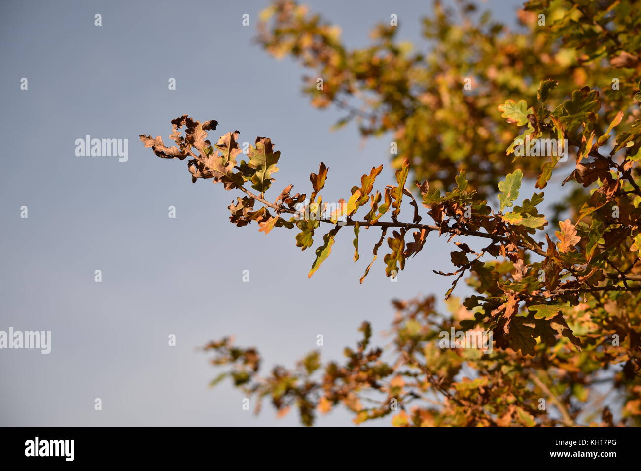Autumn Leaves on Blue Sky Stock Photo