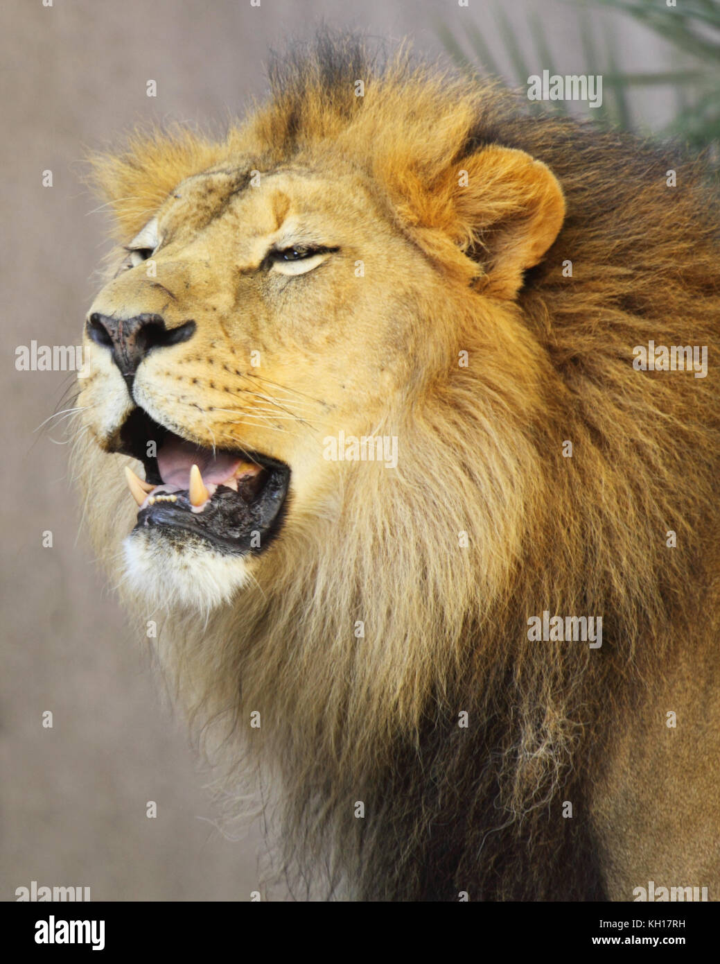 A male African Lion using the flehmen response to enhance it's sense of