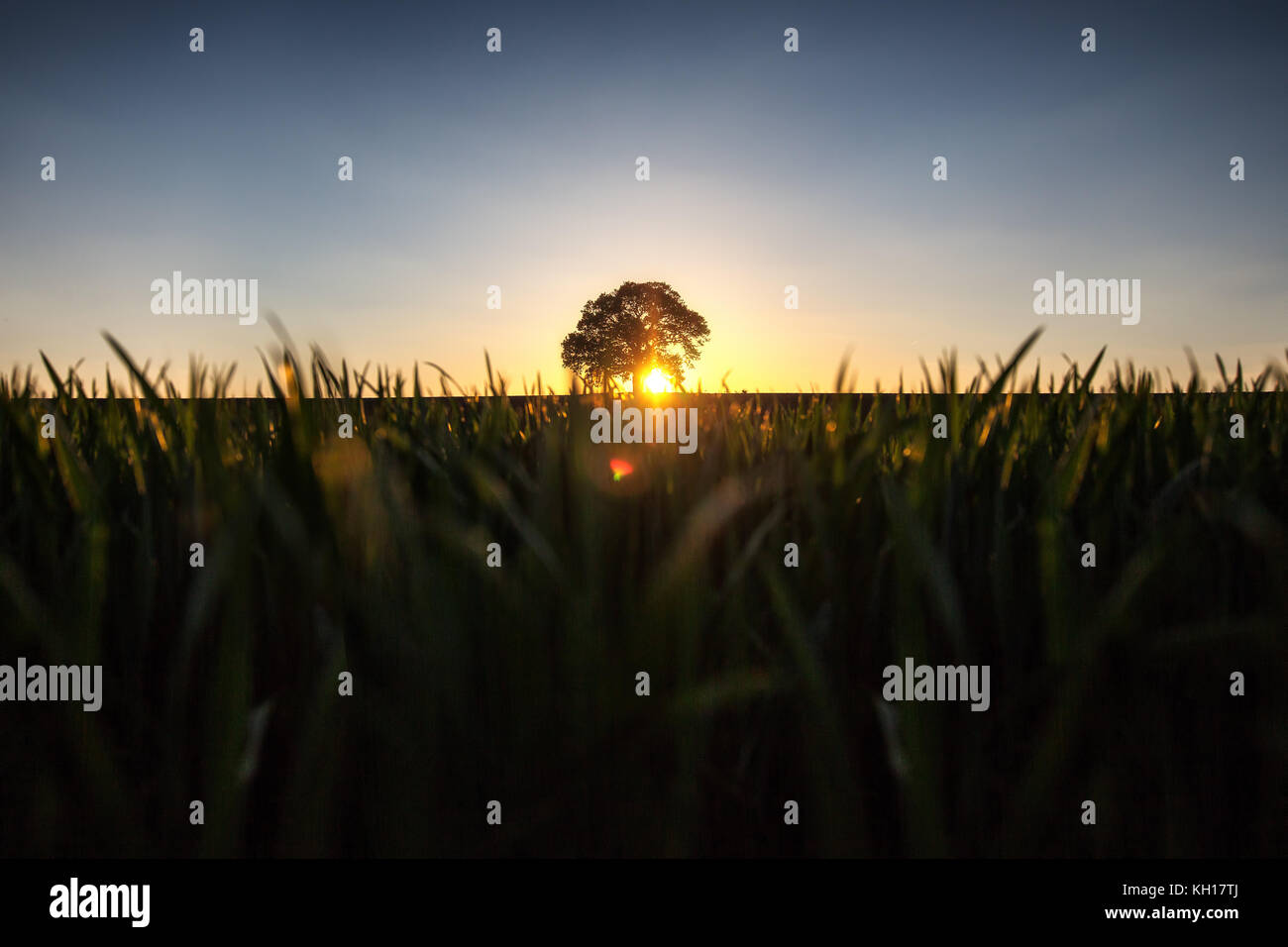 Ree field sunset hi-res stock photography and images - Alamy