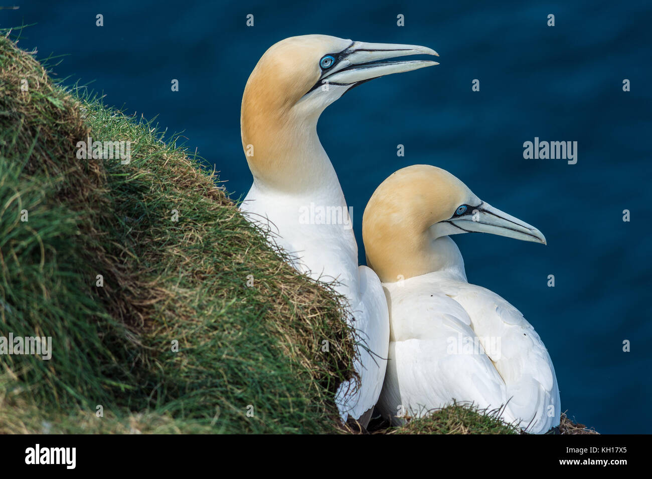 Gannets, Troup Head, Morayshire, Scotland, United Kingdom Stock Photo