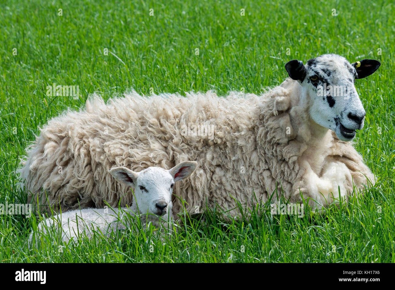 Black face ewe and lamb Stock Photo