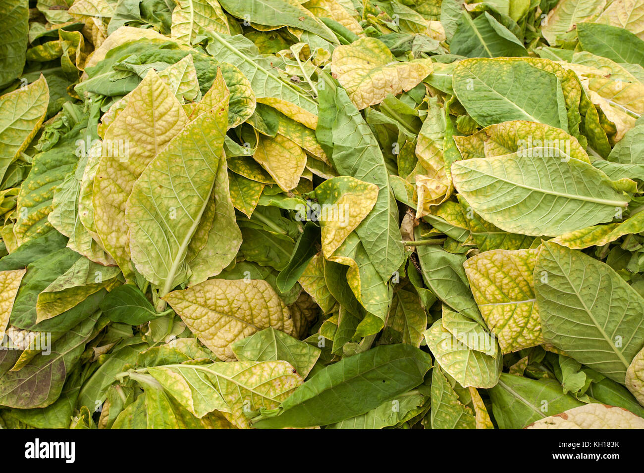 yellow dry tobacco leaves, closeup of photo Stock Photo