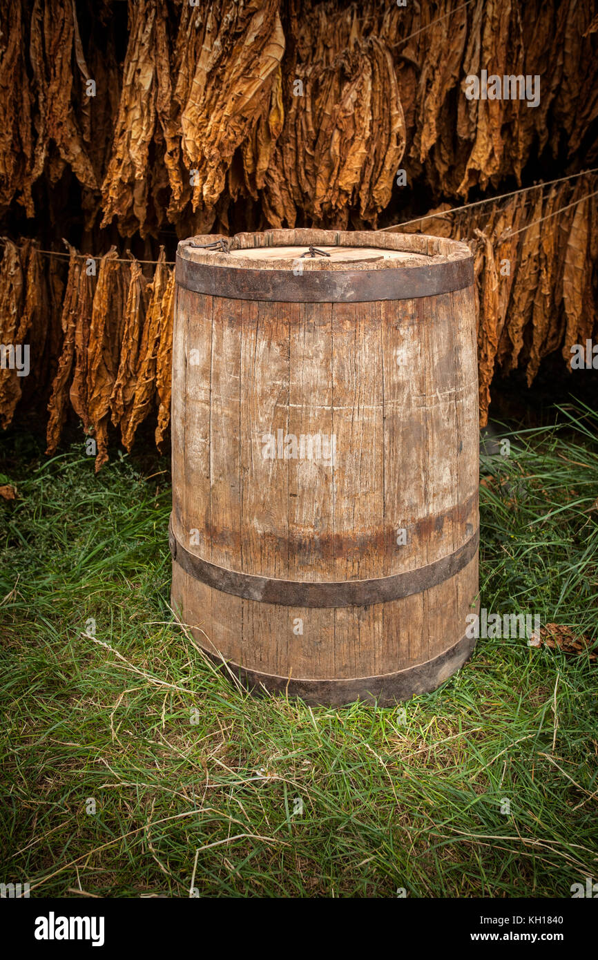 Tobacco leaves drying in the shed with barrel Stock Photo