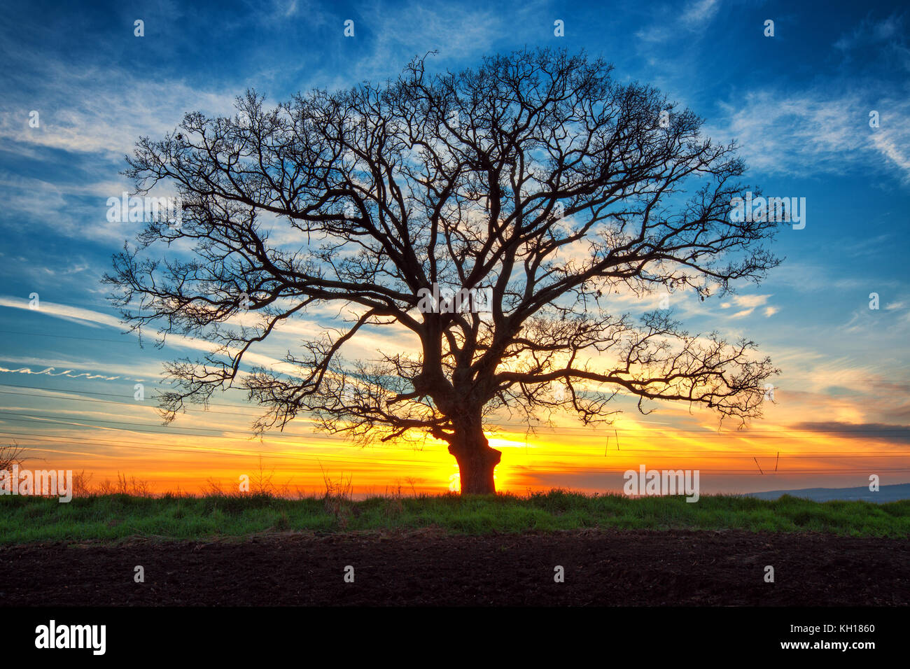 Lonely tree in a field, sunset shot Stock Photo - Alamy