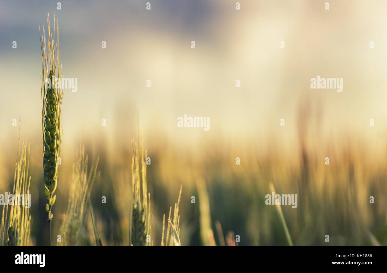 Green wheat field and sunny day Stock Photo - Alamy