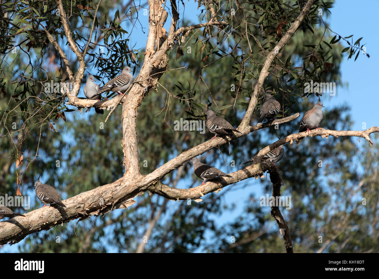 A flock of Crested Pigeons or Australian pigeon. It  is a native of Australia. Stock Photo