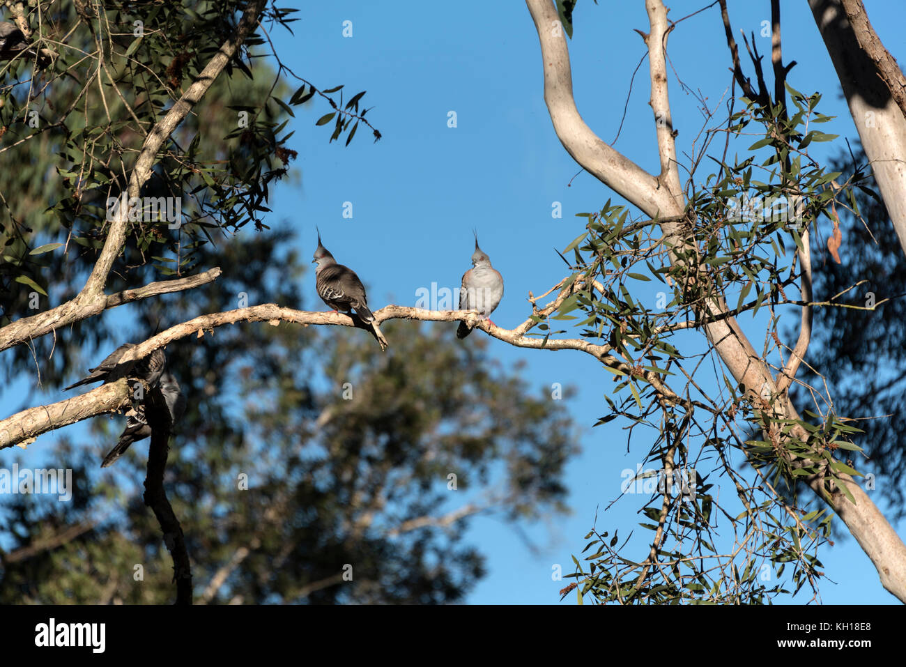 A flock of Crested Pigeons or Australian pigeons. It is a native of Australia. Stock Photo
