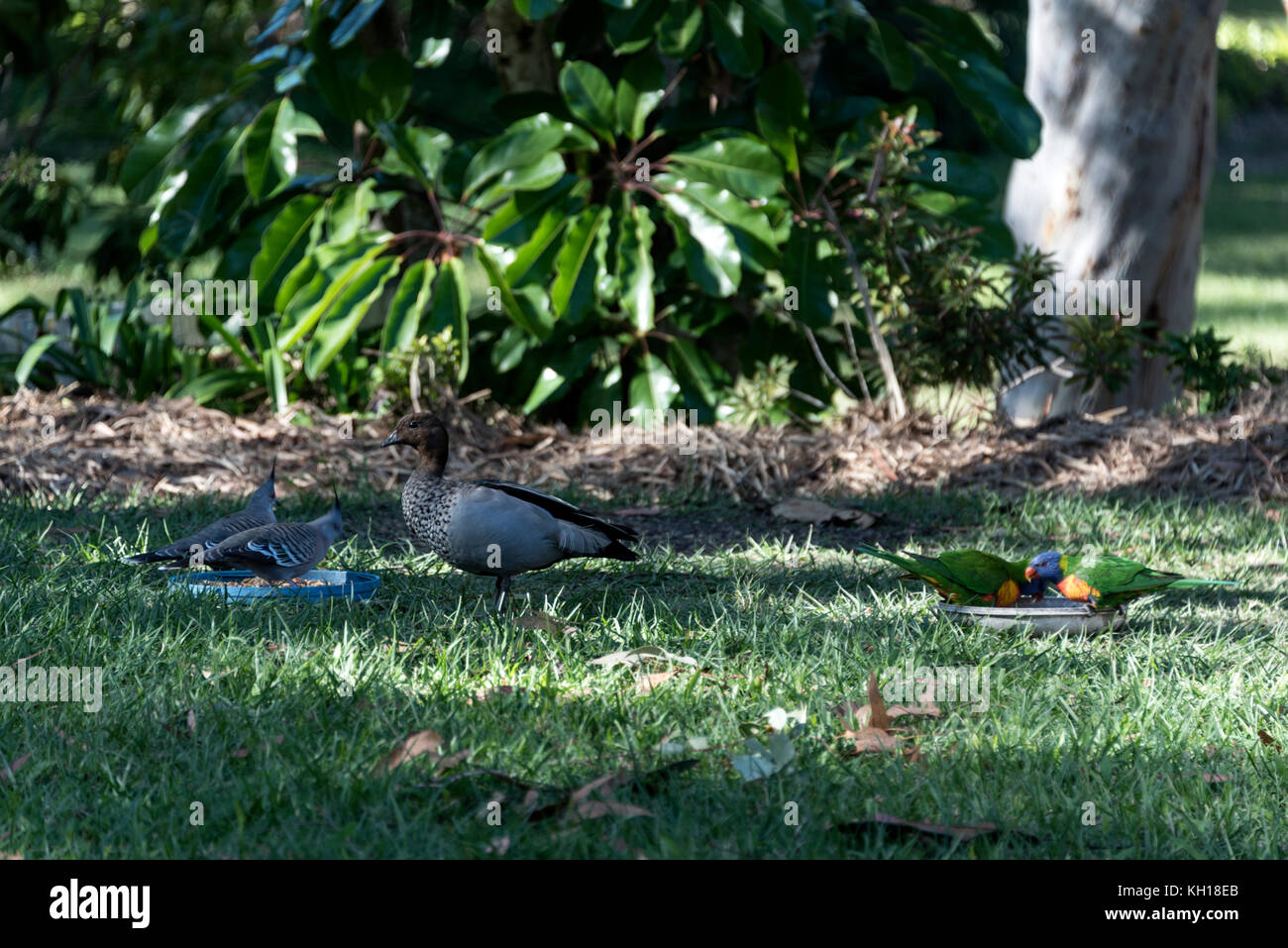 A wood duck with a pair of Crested pigeons and Rainbow Lorikeets feeding in a residential garden in Queensland, Australia Stock Photo