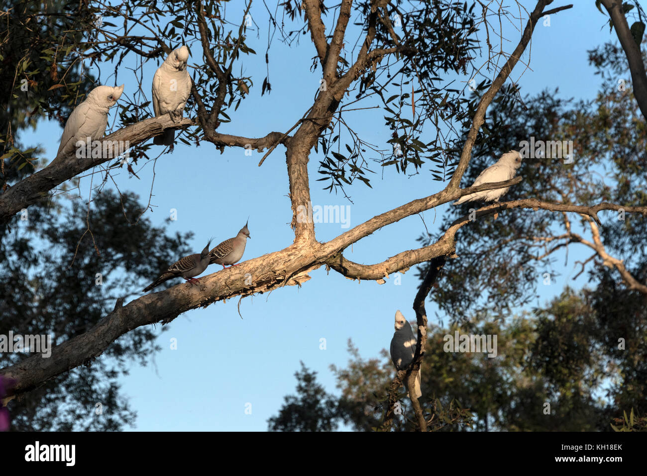 Little Corellas and Crested Pigeons in the Sunshine Coast, Queensland, Australia Stock Photo