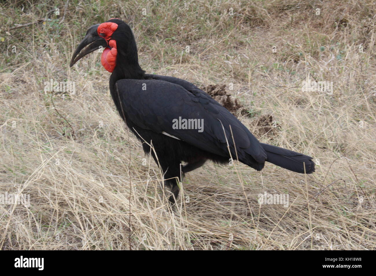 Southern Ground Hornbill Kruger NP Stock Photo