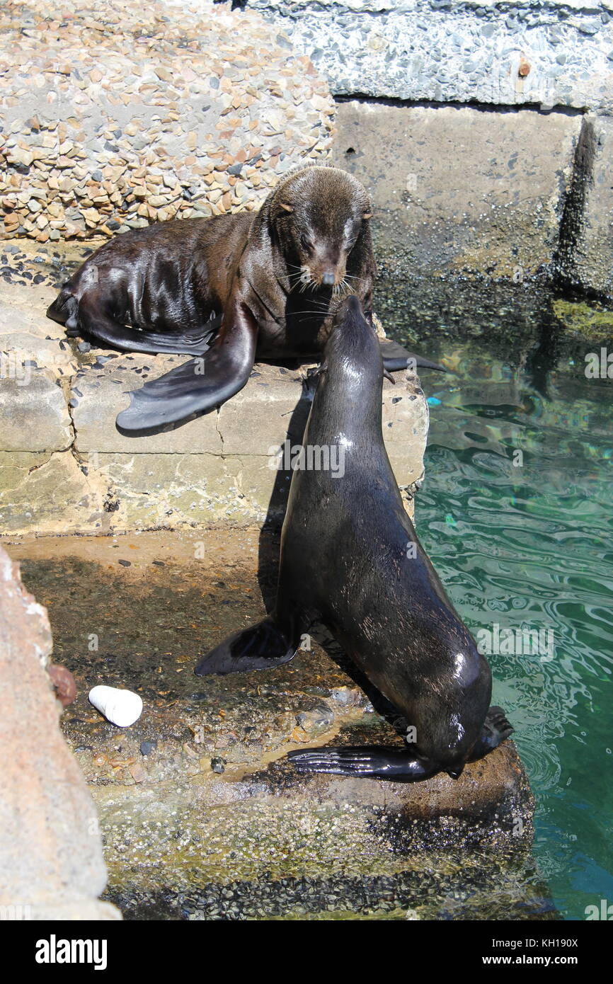 Couple of seals kissing on the pier Stock Photo Alamy