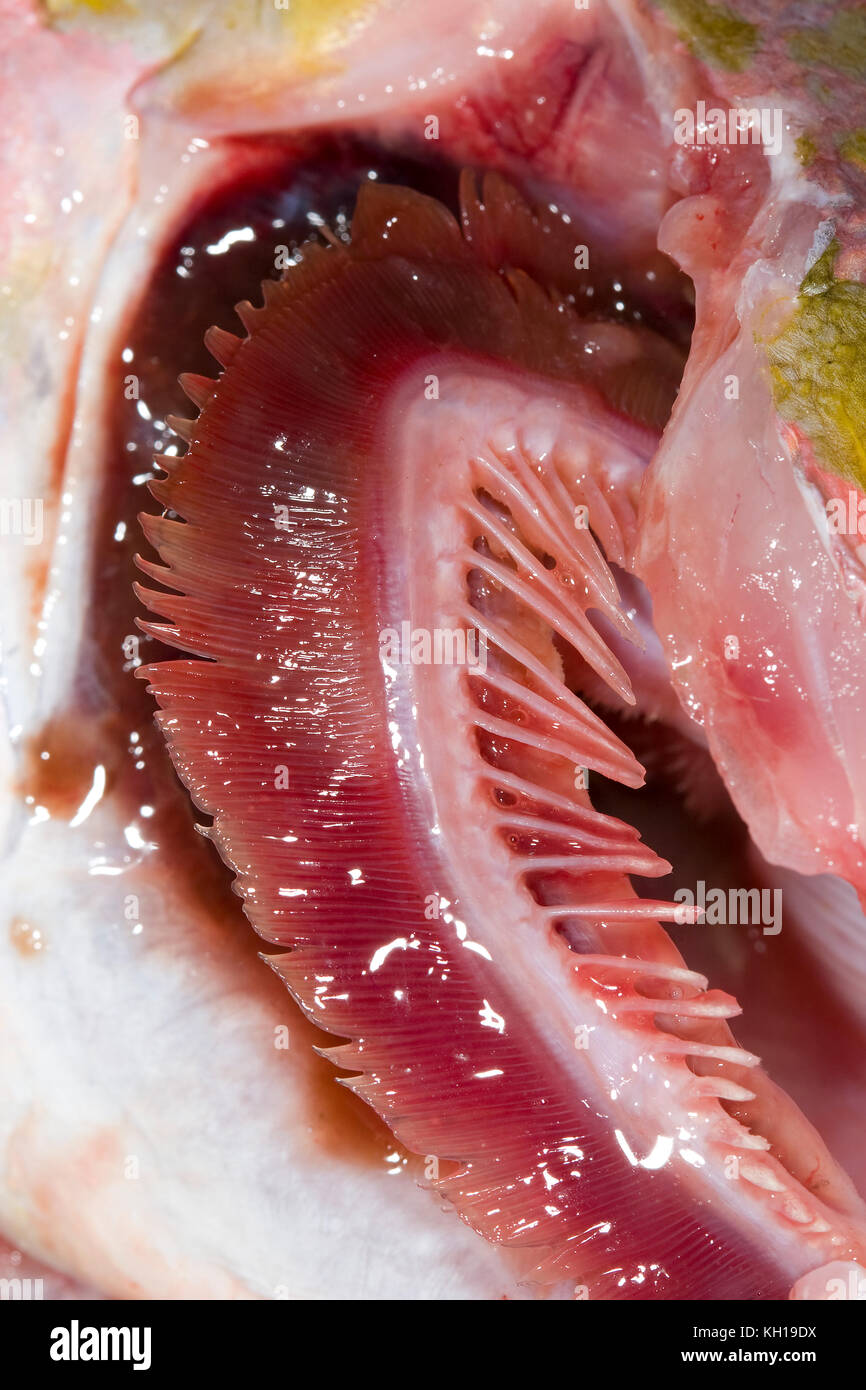 Gills fish hi-res stock photography and images - Alamy