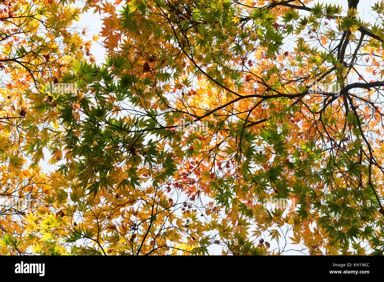Acer Palmatum Matsumurae. Japanese Maple in autumn Stock Photo - Alamy