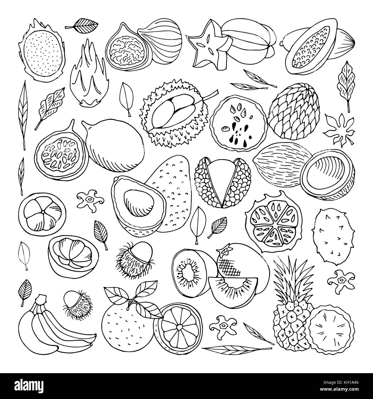 Tropical fruits set. Hand drawn illustration. Design elements. Carambola, lychee, kiwi, papaya coconut and other Stock Photo