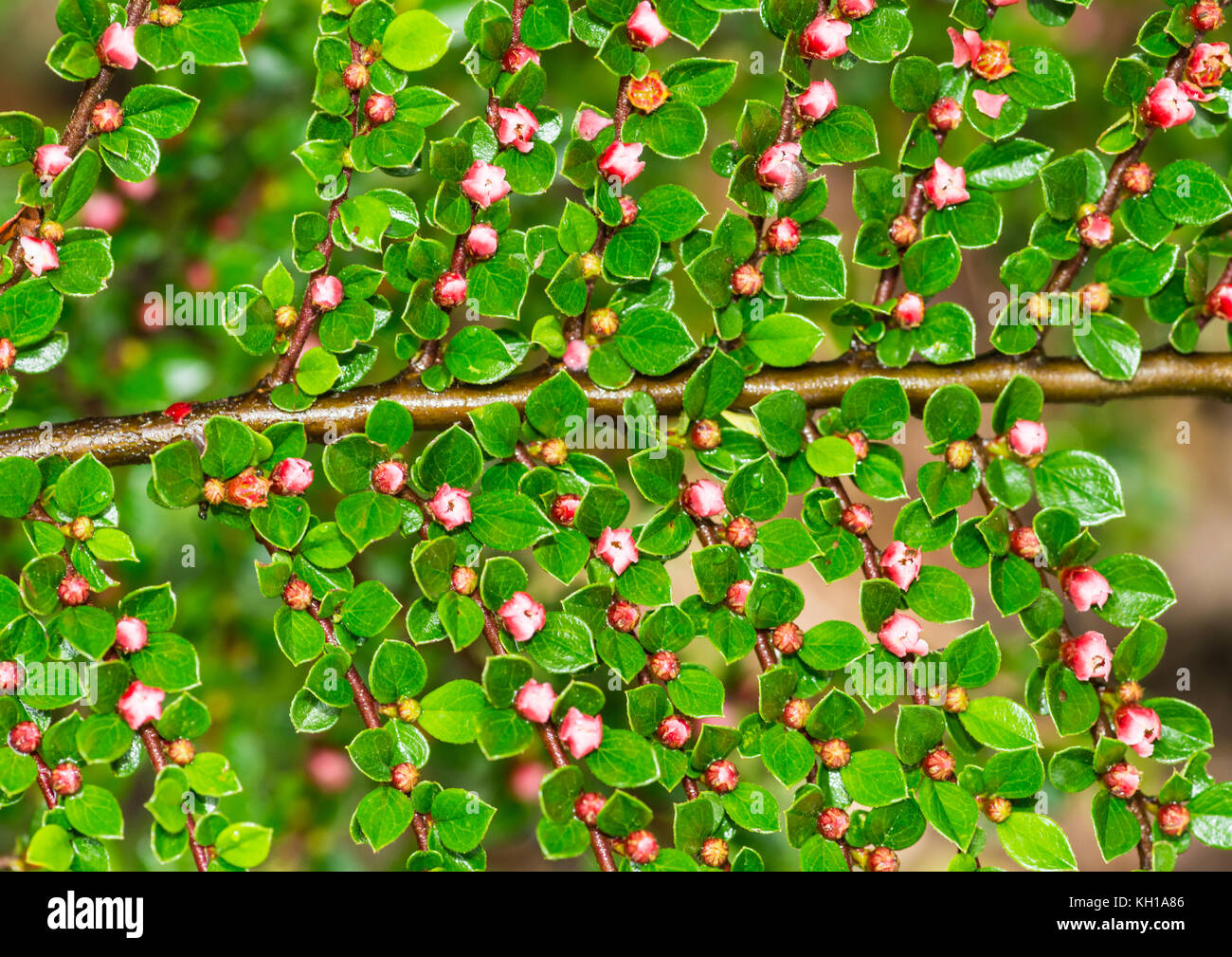 A macro shot of the blossom of a cotoneaster bush. Stock Photo