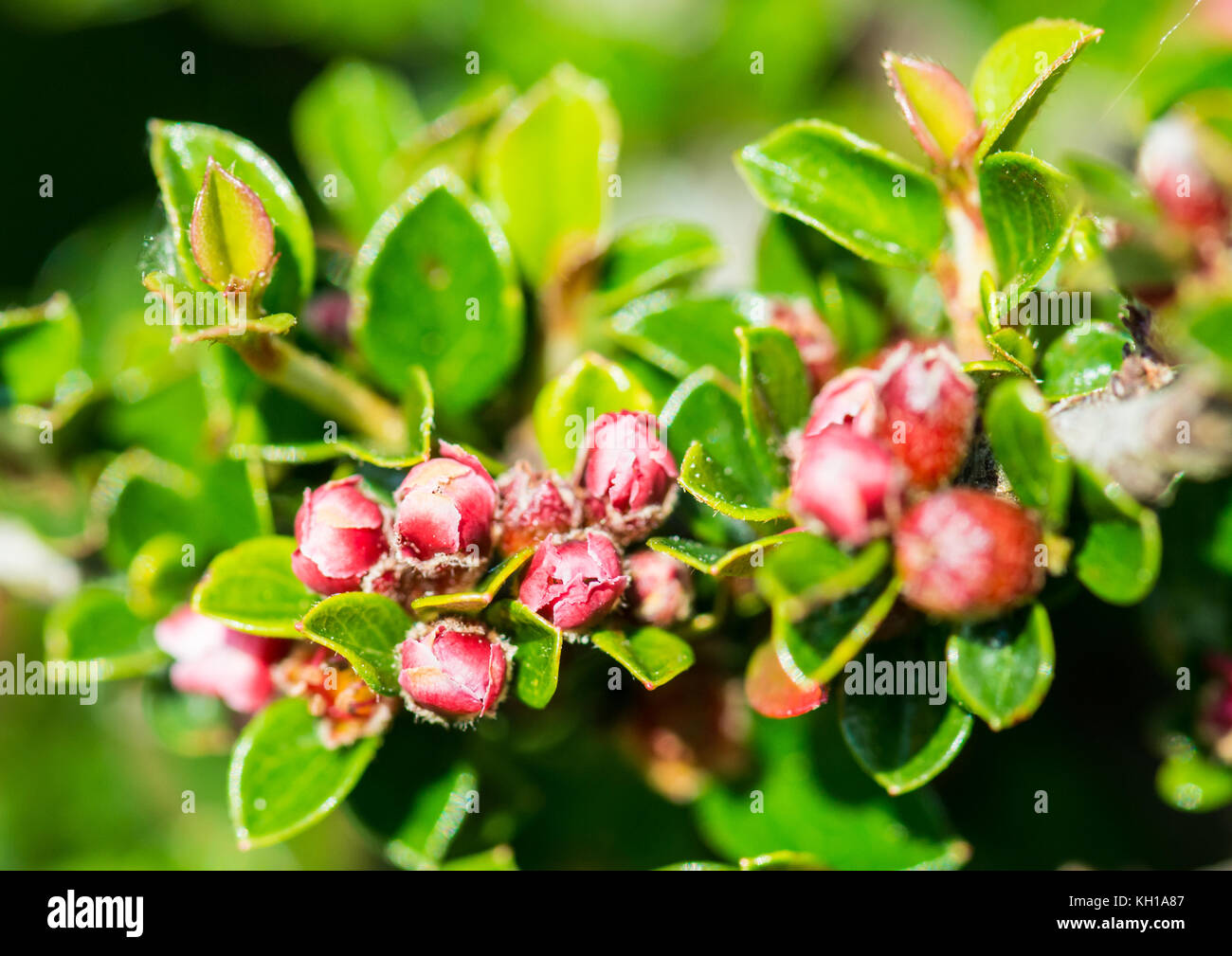 A macro shot of the small pink blossom from a cotoneaster bush. Stock Photo