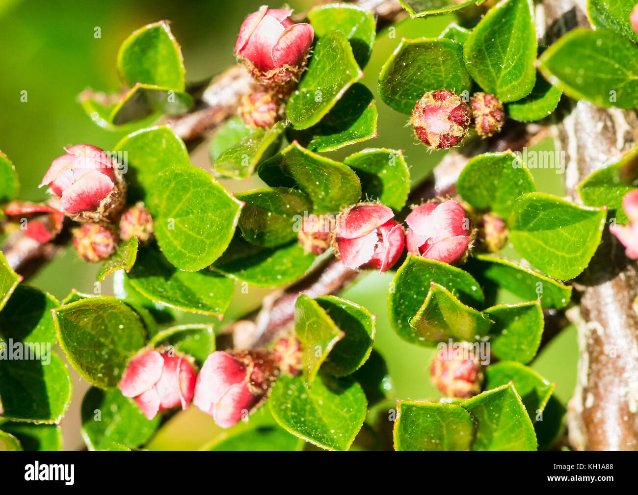 A macro shot of some pink cotoneaster bush blossom. Stock Photo